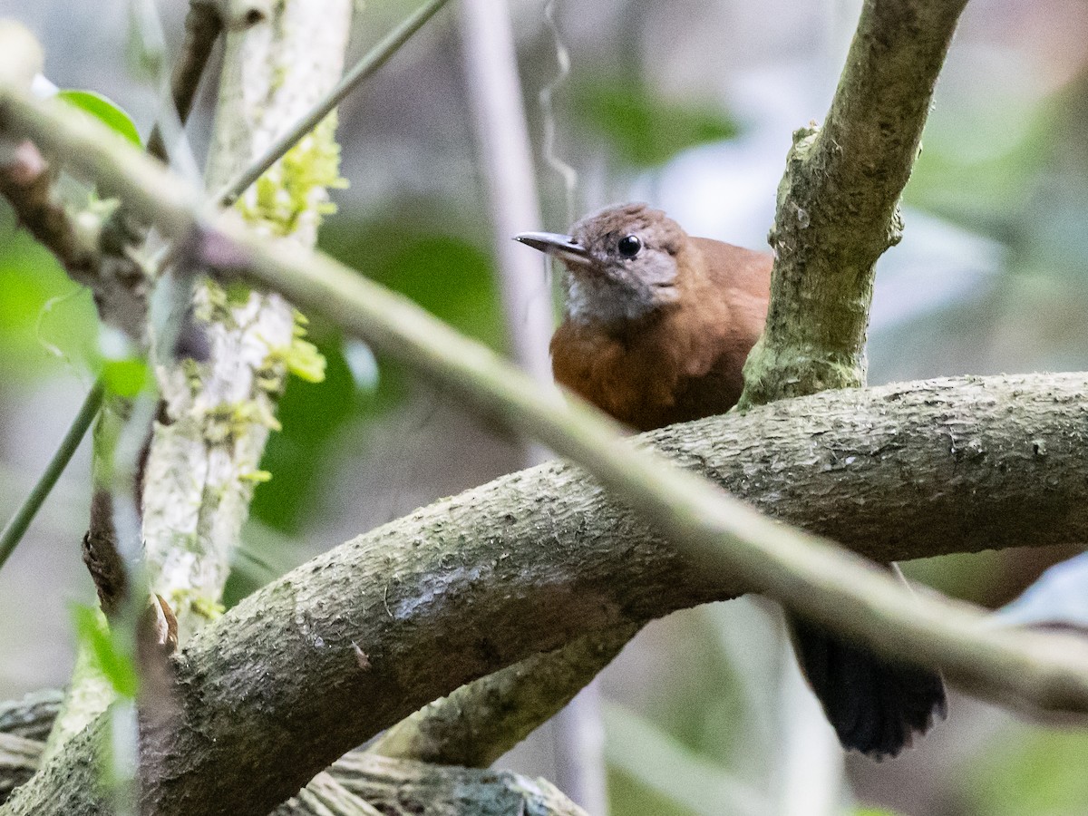 Gray-throated Leaftosser - ML620641755