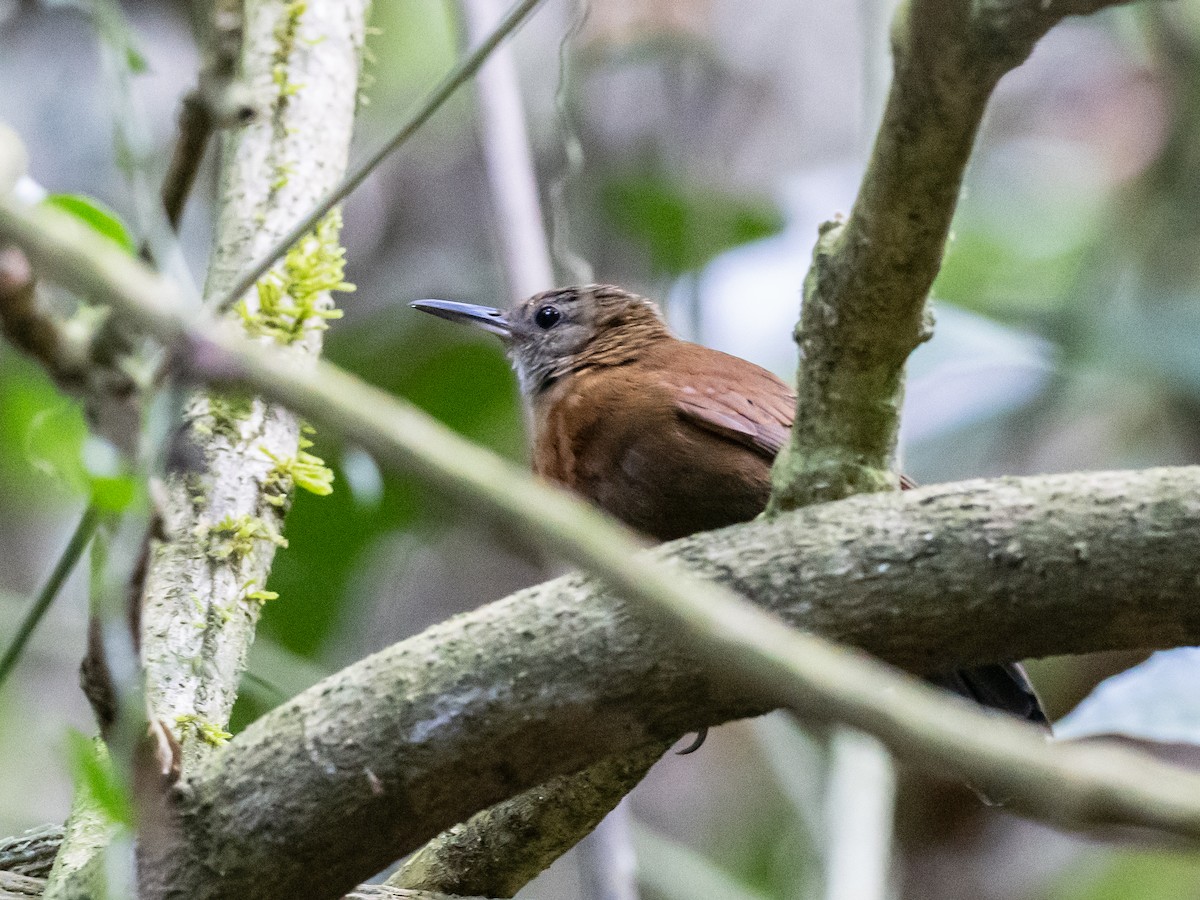 Gray-throated Leaftosser - ML620641756