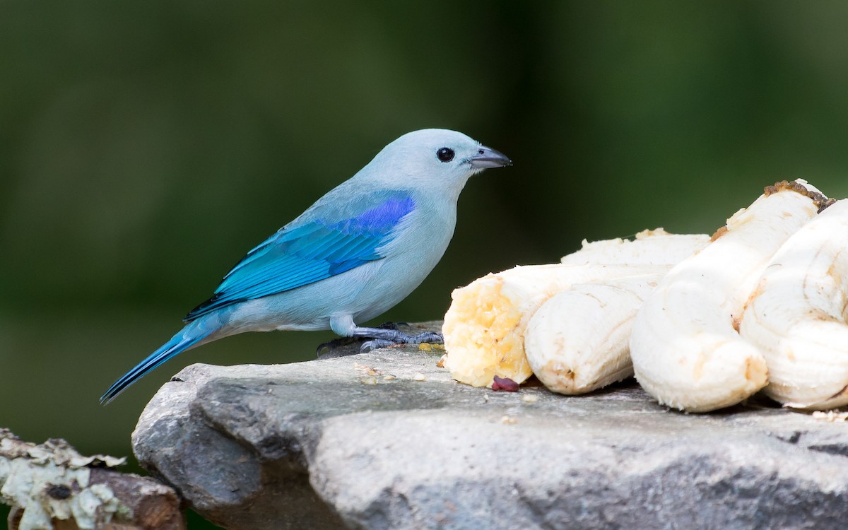 Blue-gray Tanager - ML620641757