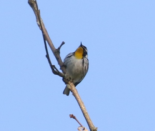 Yellow-throated Warbler - ML620641758