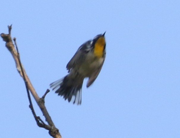 Yellow-throated Warbler - ML620641759