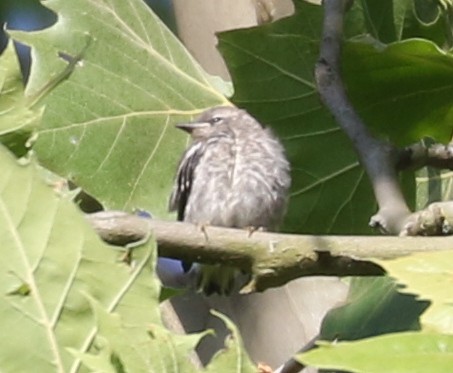 Yellow-throated Warbler - ML620641760