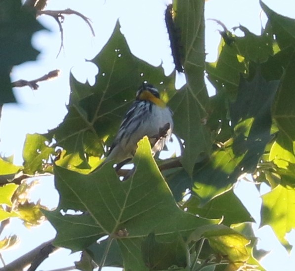 Yellow-throated Warbler - ML620641761