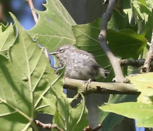 Yellow-throated Warbler - ML620641762