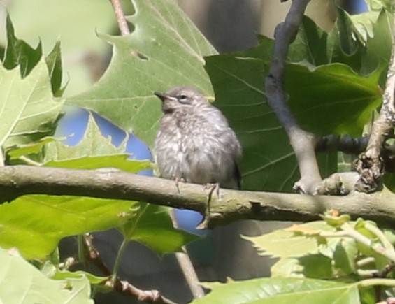 Yellow-throated Warbler - ML620641763