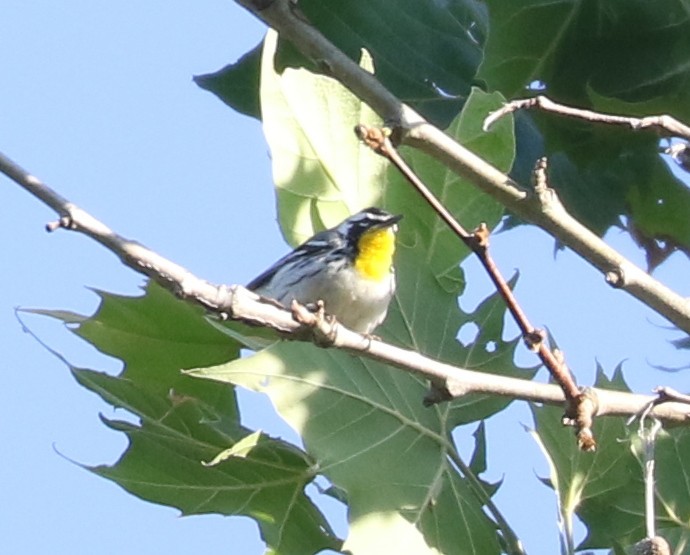 Yellow-throated Warbler - ML620641764