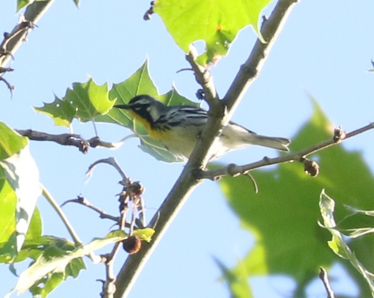 Yellow-throated Warbler - ML620641765