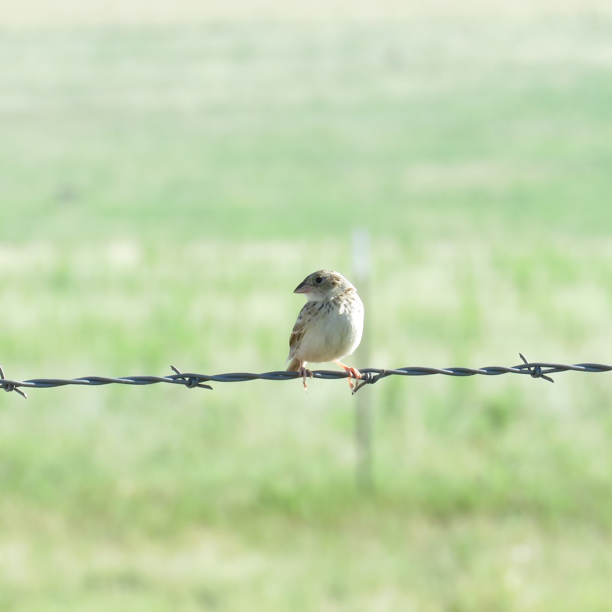 Cassin's Sparrow - ML620641766