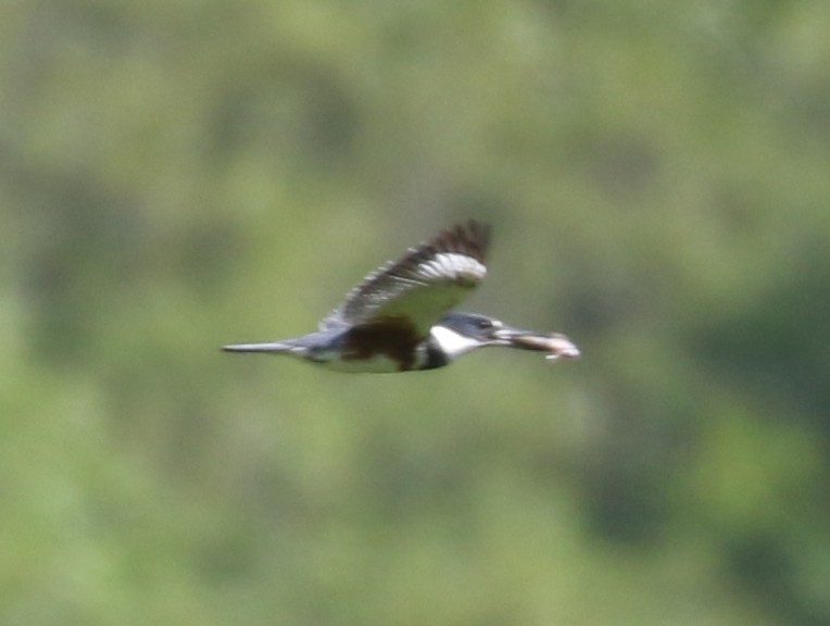 Belted Kingfisher - ML620641767