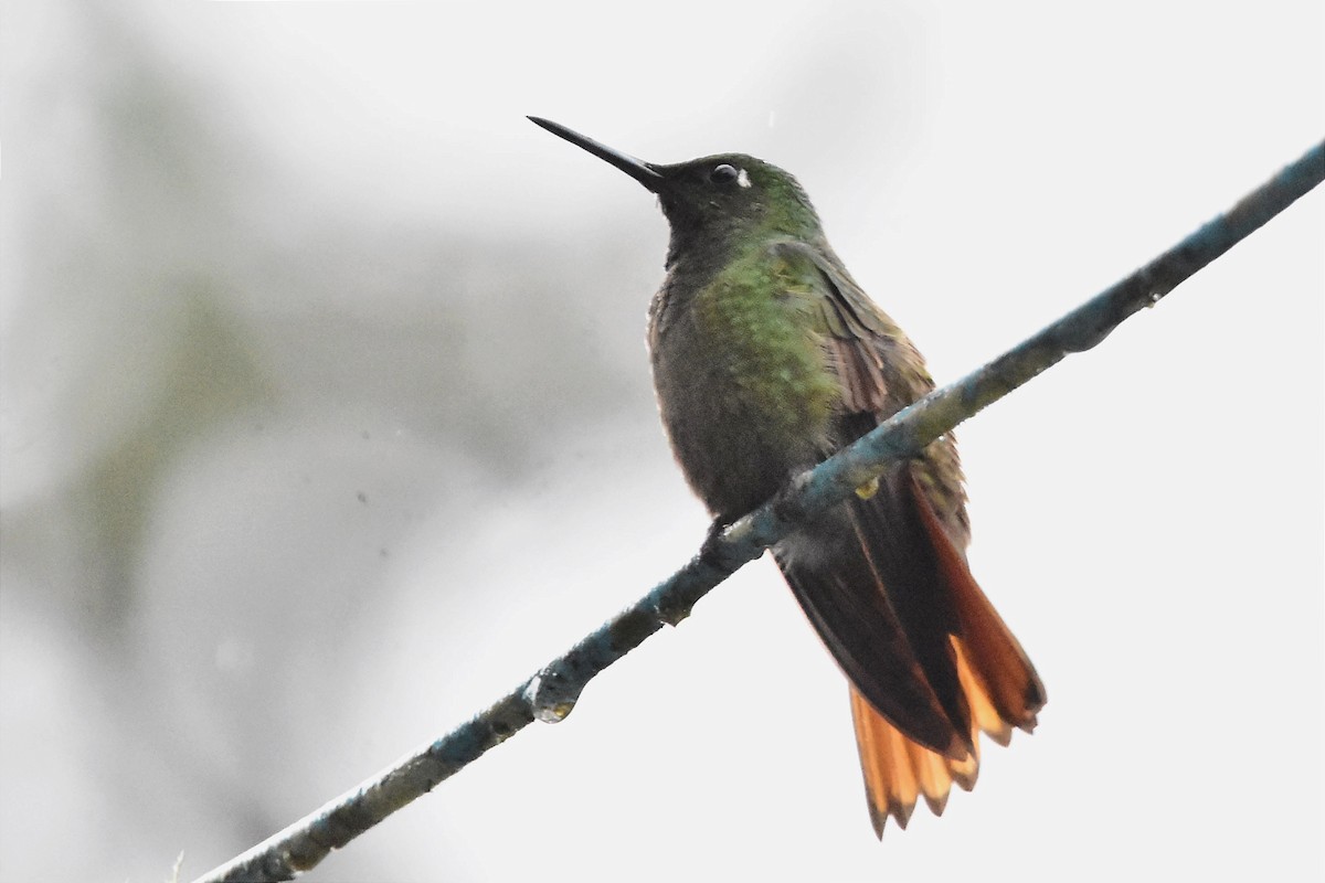 kolibřík brazilský - ML620641768
