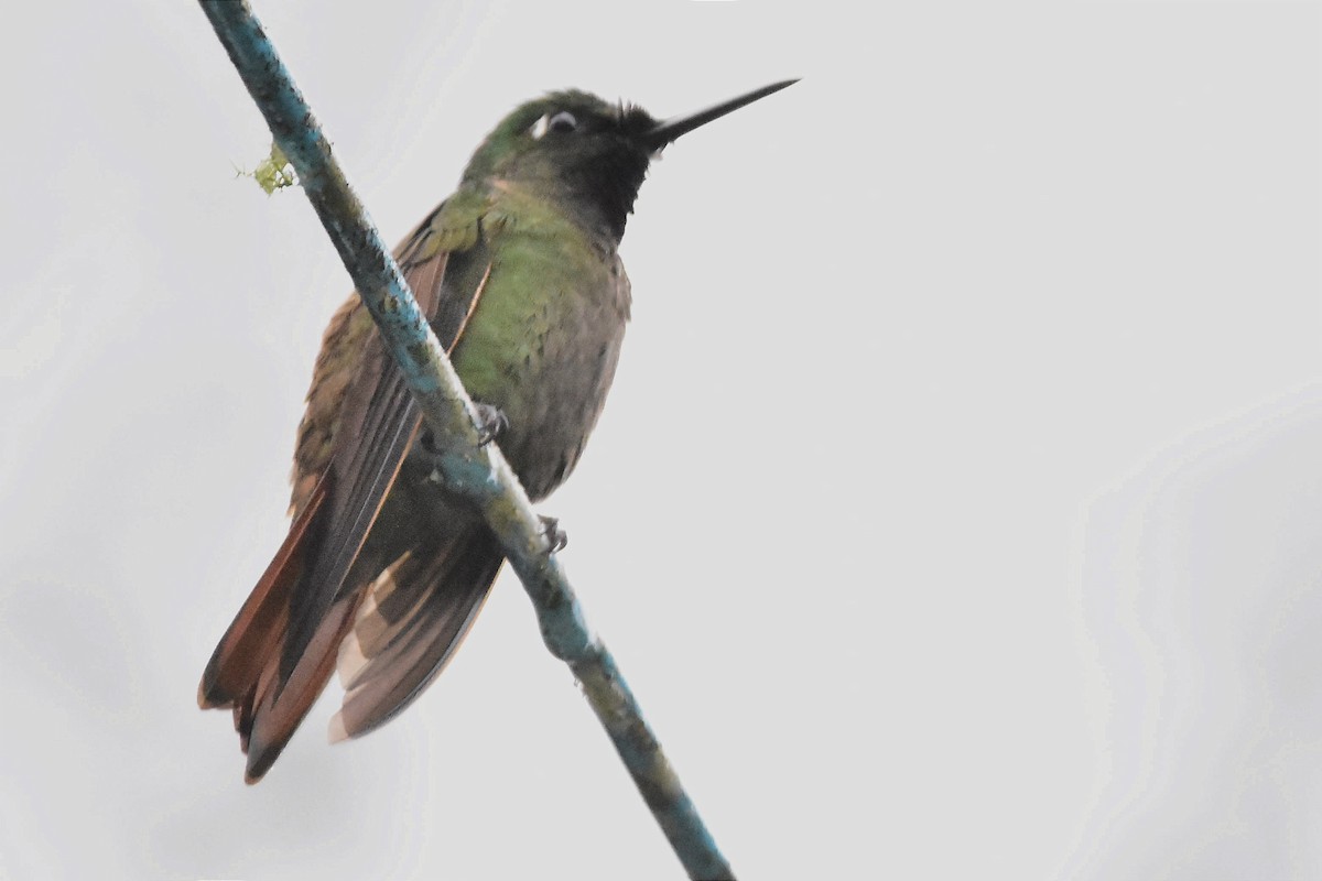 kolibřík brazilský - ML620641769