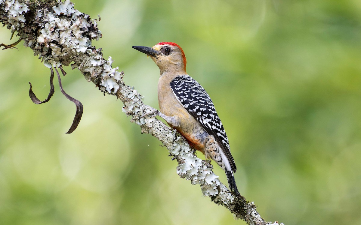 Red-crowned Woodpecker - ML620641773