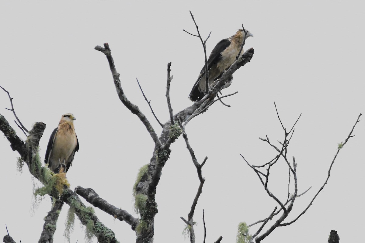 Caracara Chimachima - ML620641777