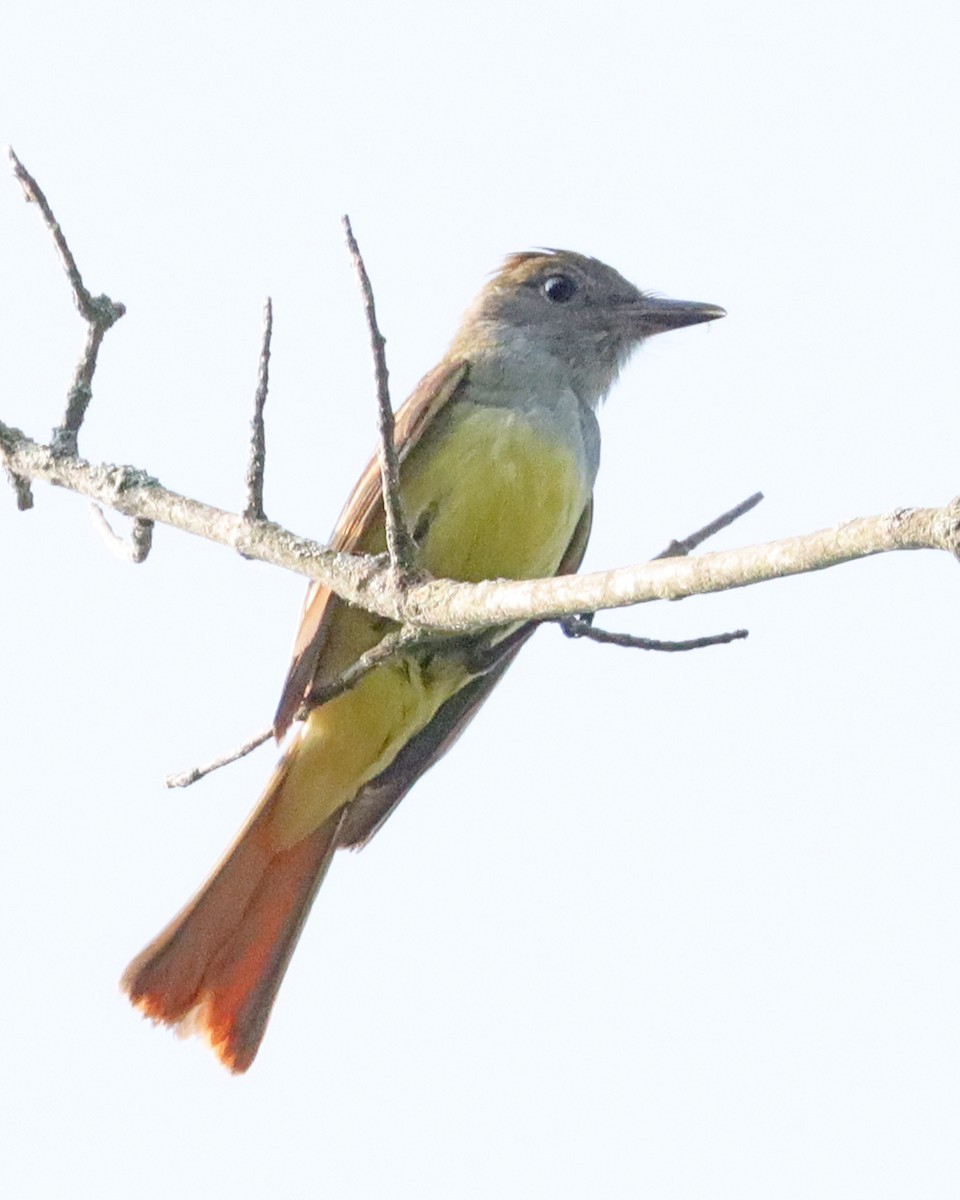 Great Crested Flycatcher - ML620641778