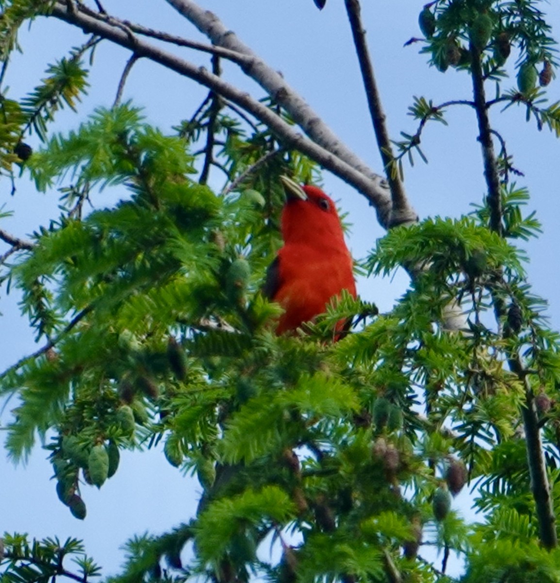 Scarlet Tanager - ML620641779