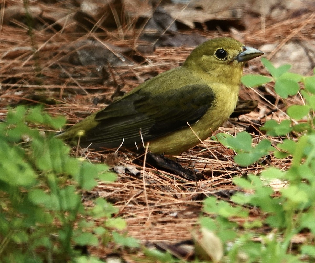 Scarlet Tanager - ML620641781