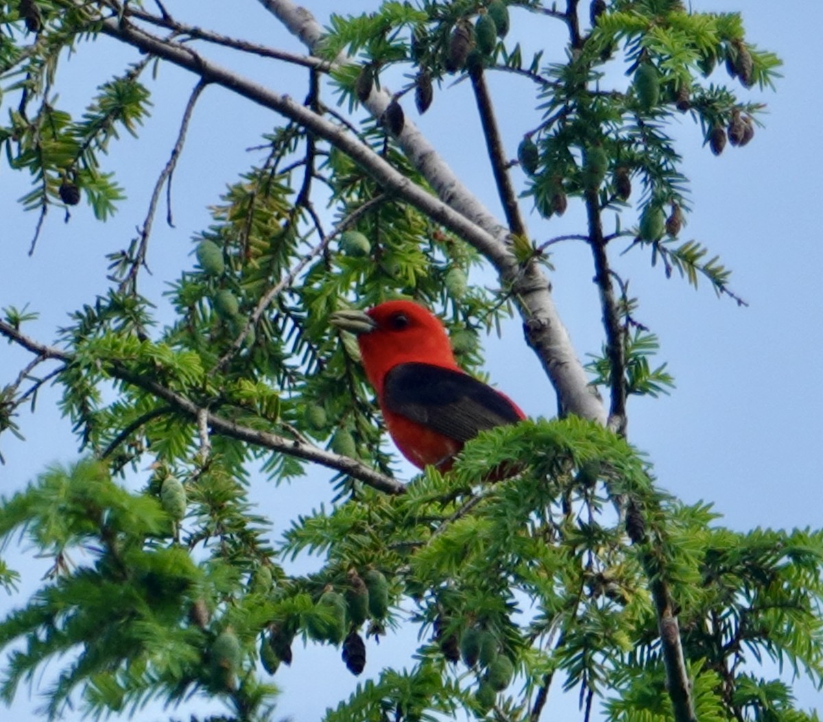 Scarlet Tanager - ML620641782