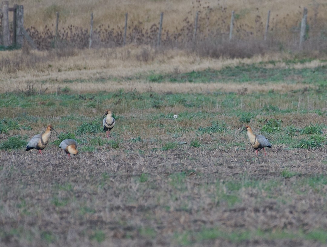 Upland Goose - ML620641784