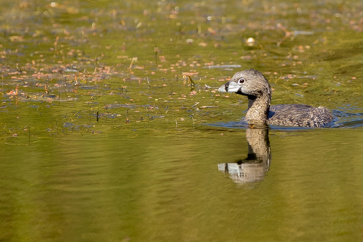 Pied-billed Grebe - ML620641789