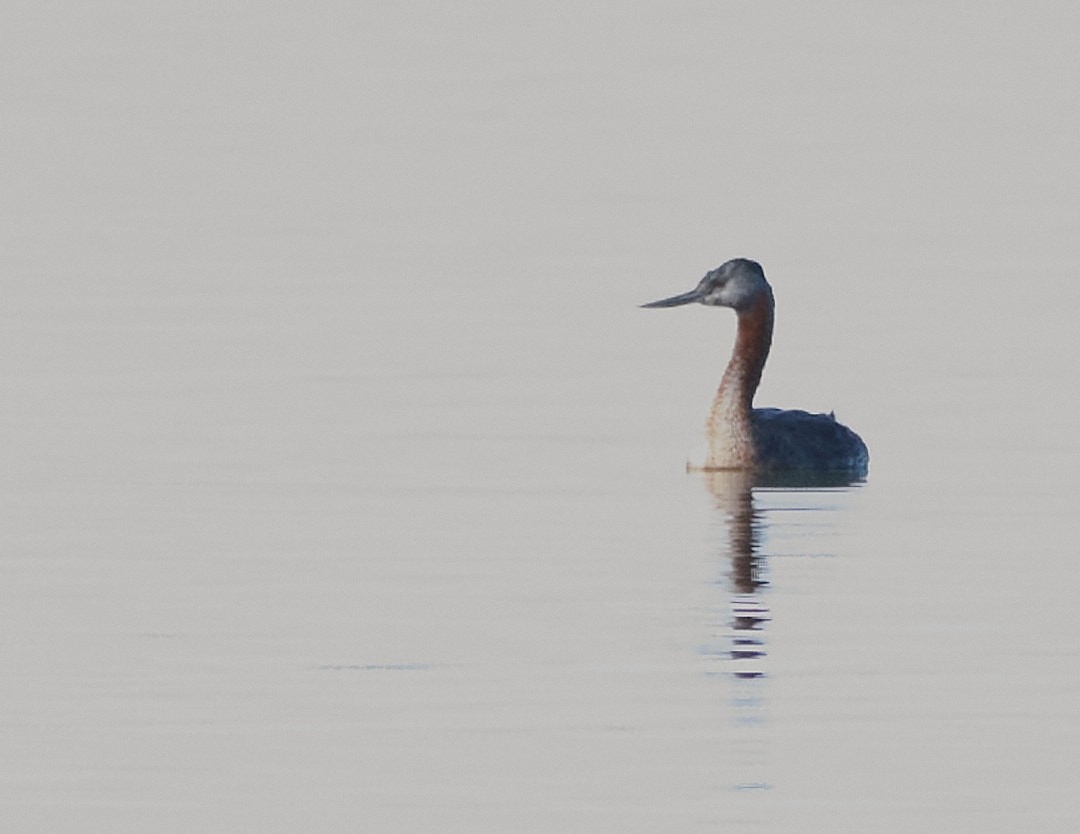 Great Grebe - ML620641792