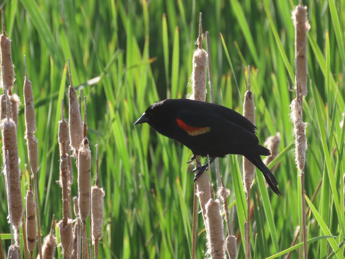 Red-winged Blackbird - ML620641794