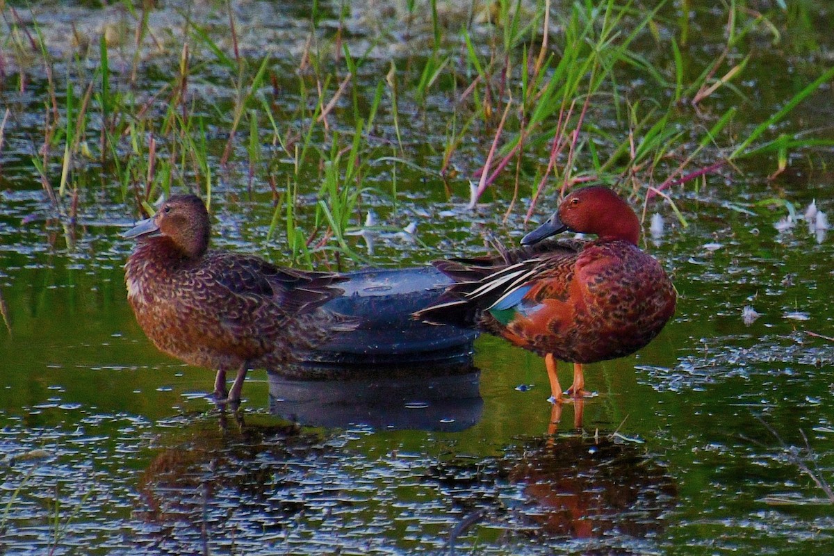 Cinnamon Teal - ML620641801