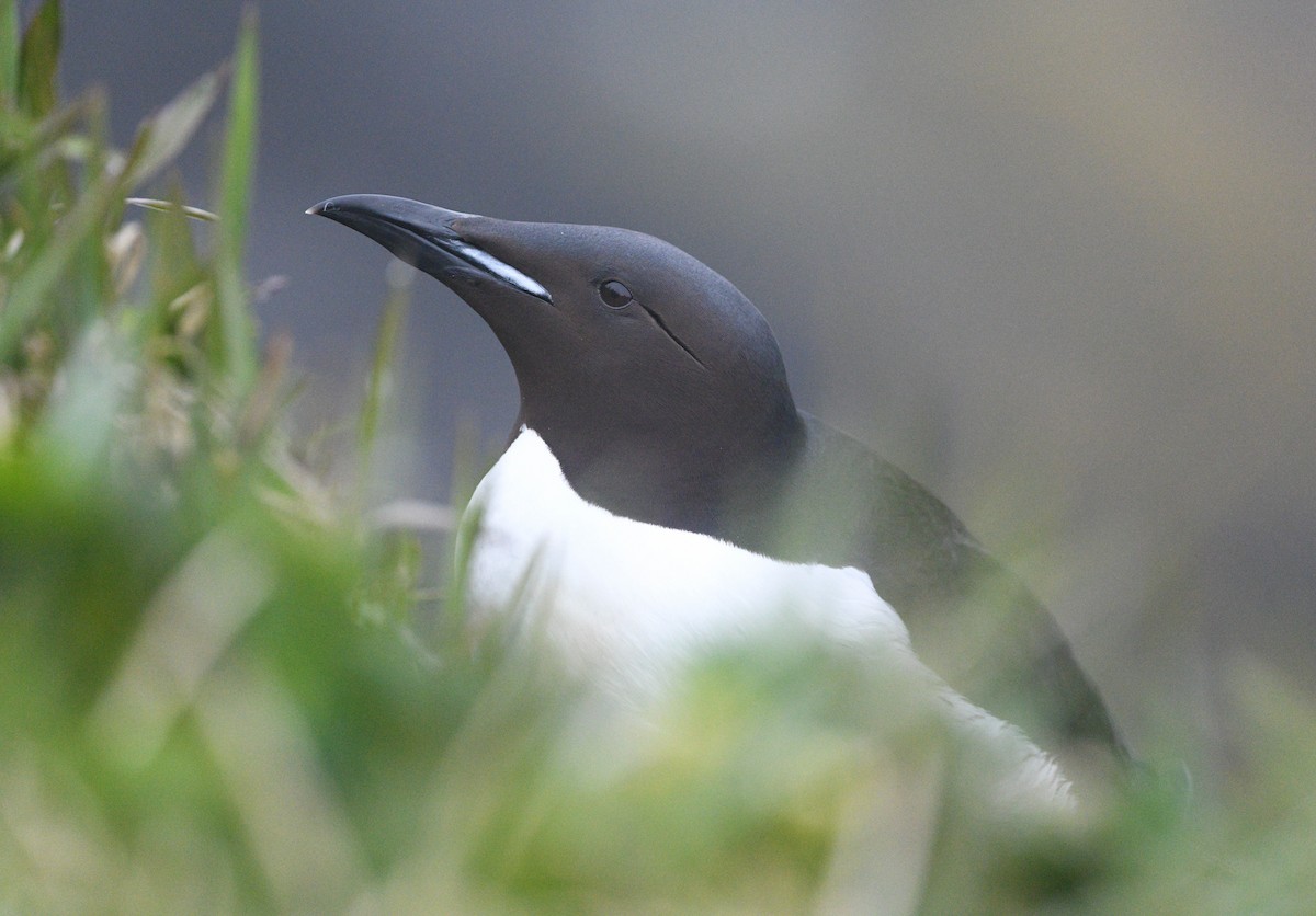 Thick-billed Murre - ML620641802