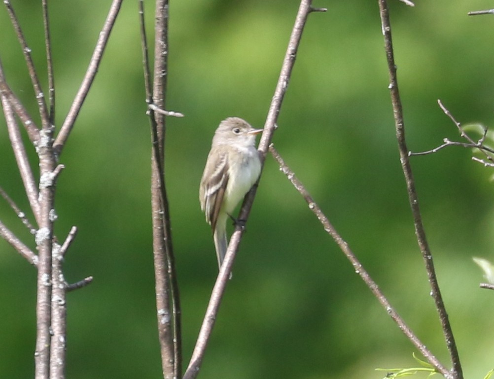 Willow Flycatcher - ML620641804