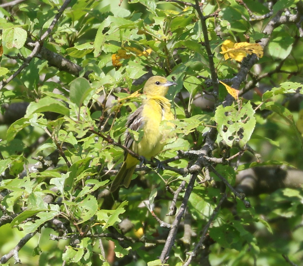 Orchard Oriole - ML620641805