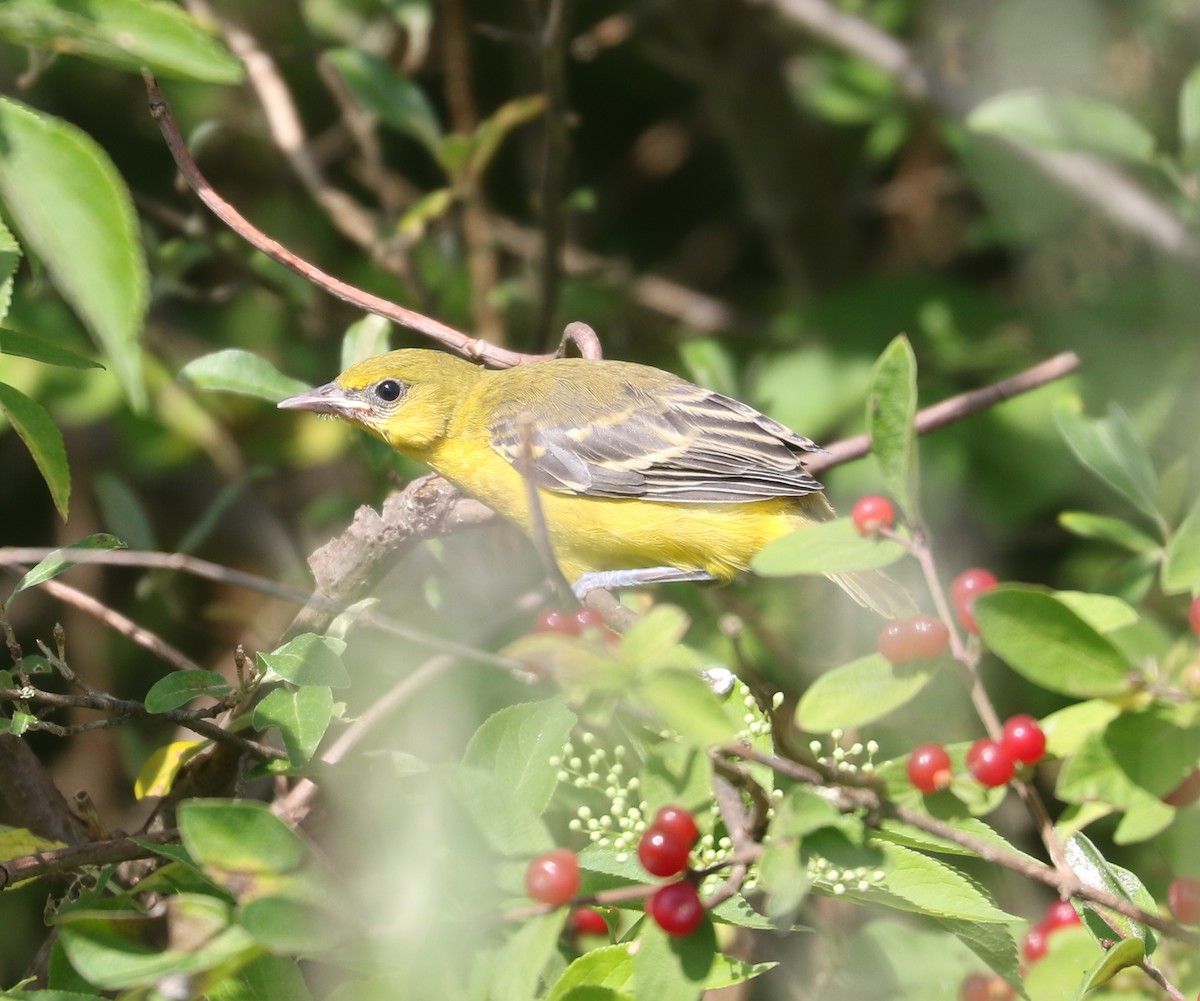 Orchard Oriole - ML620641806