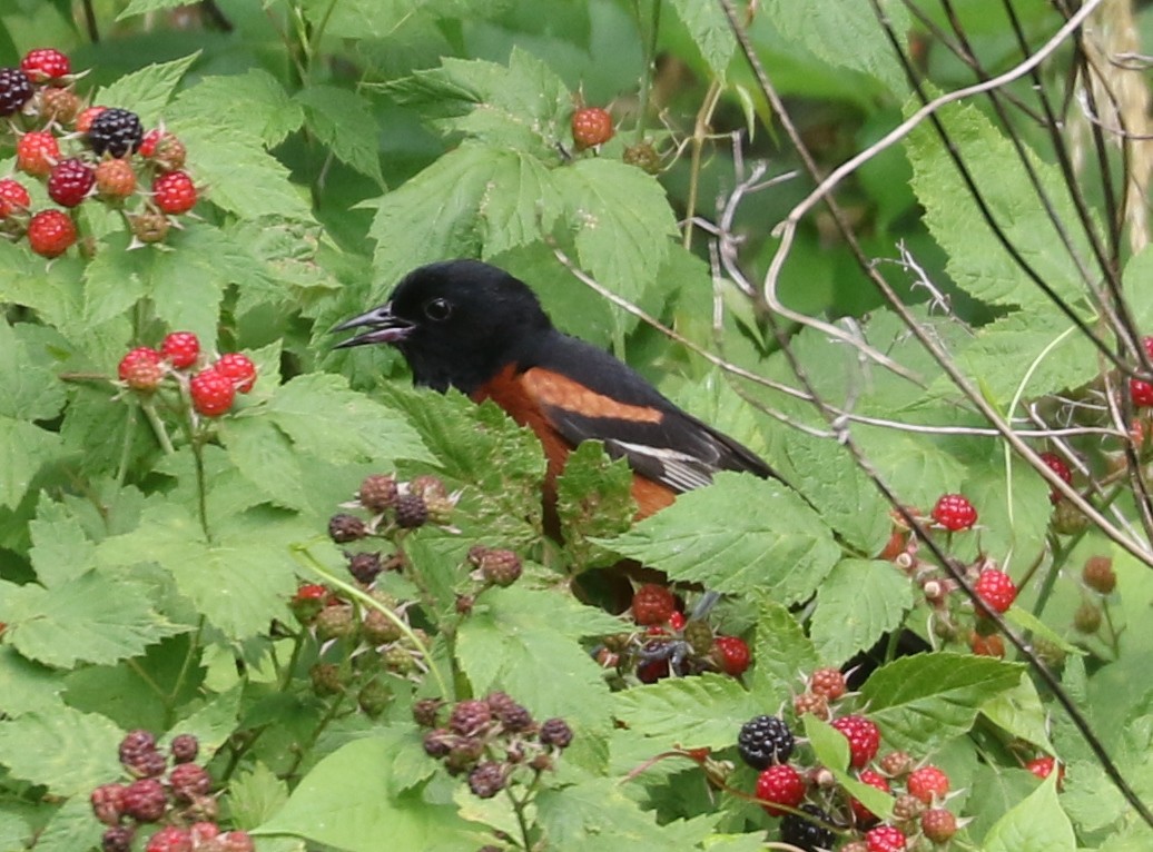 Orchard Oriole - ML620641807