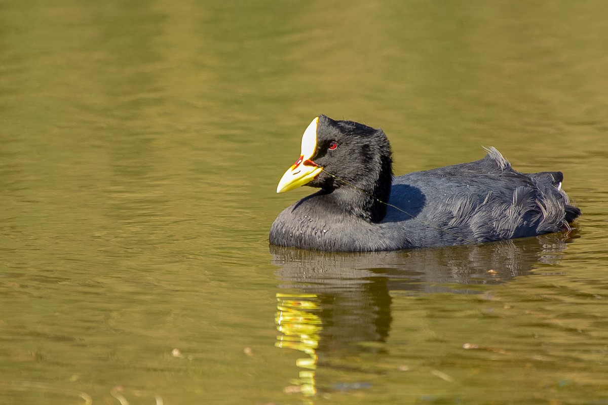 Red-gartered Coot - ML620641808