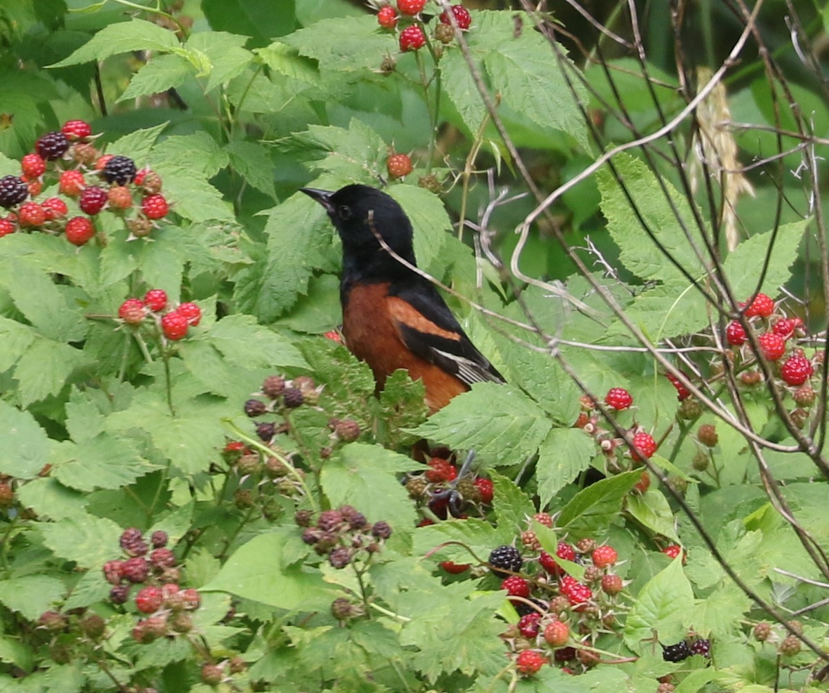 Orchard Oriole - ML620641809