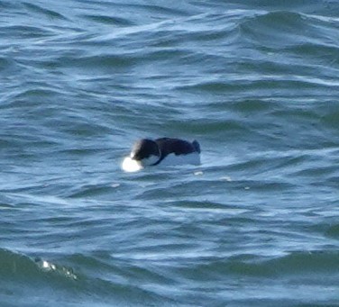 Thick-billed Murre - ML620641810