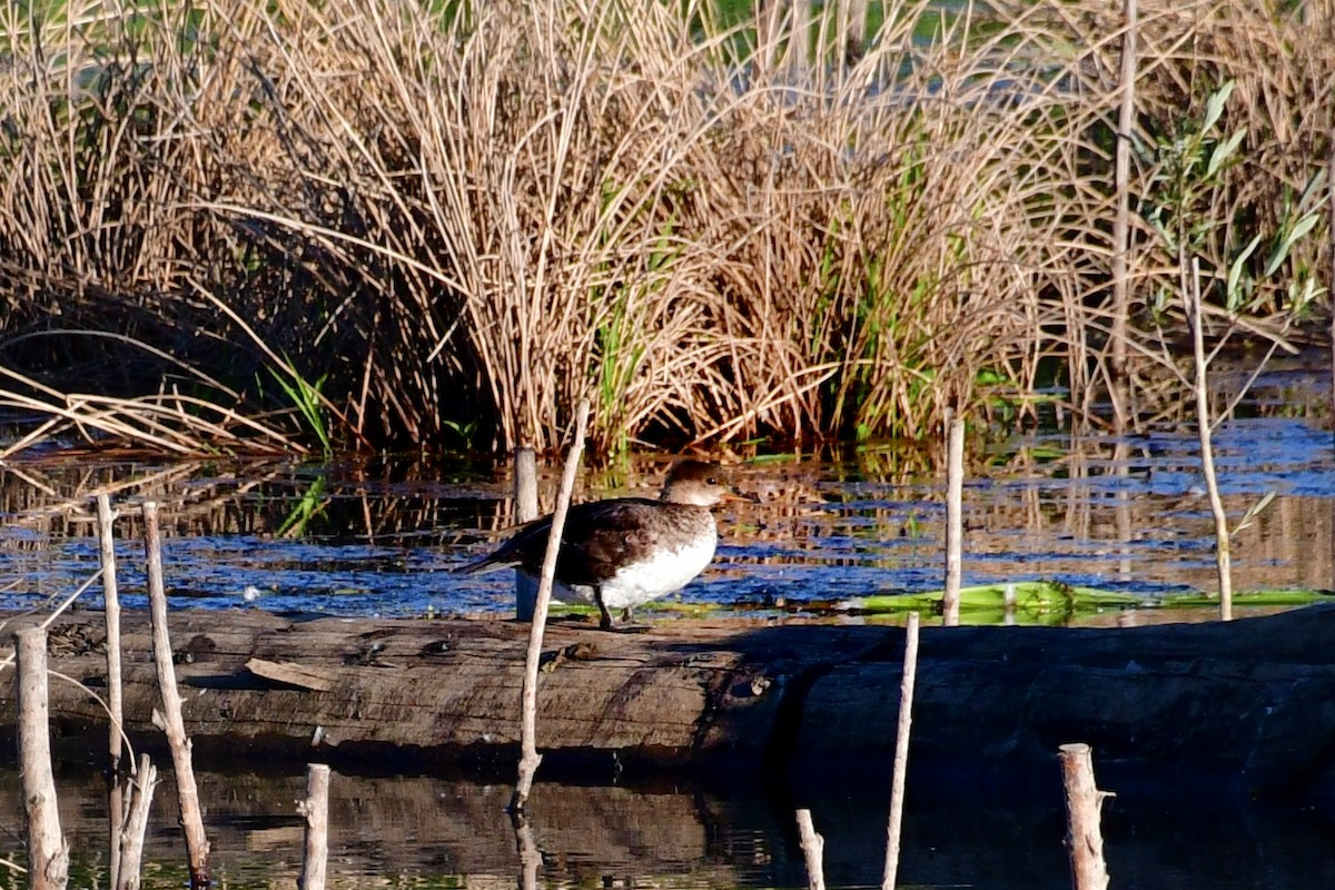 Hooded Merganser - ML620641812