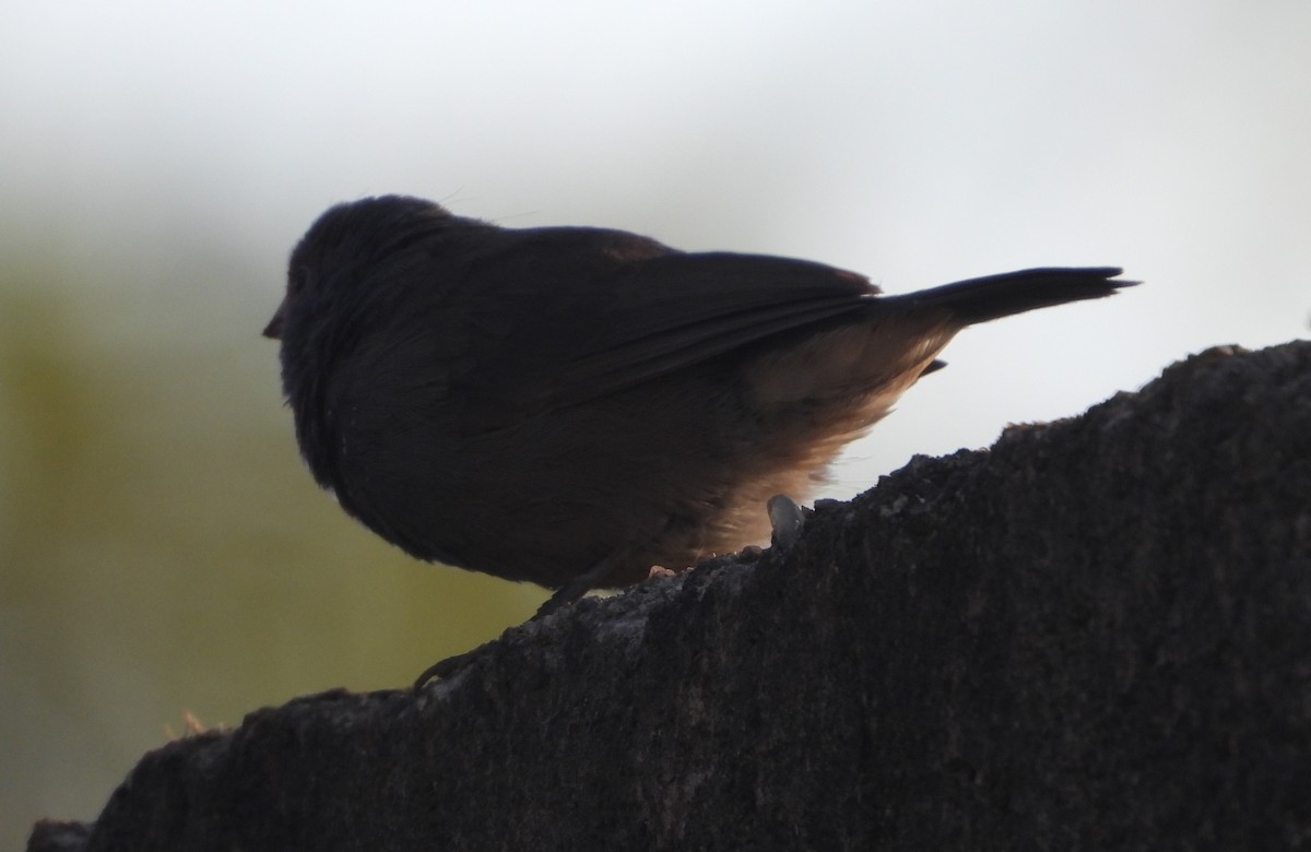 Brown Firefinch - ML620641813