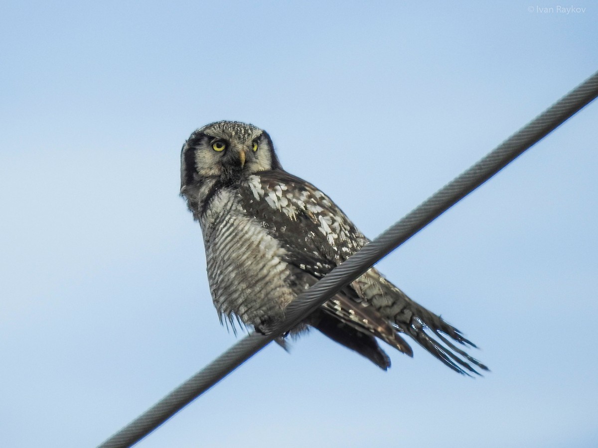 Northern Hawk Owl - ML620641814