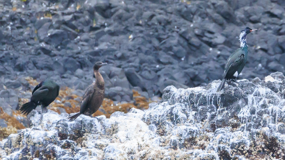 Cormorán Pelágico - ML620641815