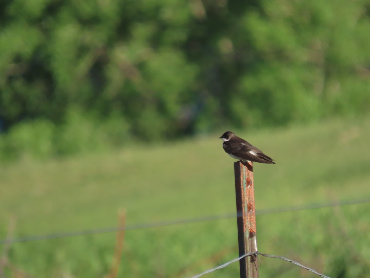 Golondrina Bicolor - ML620641816