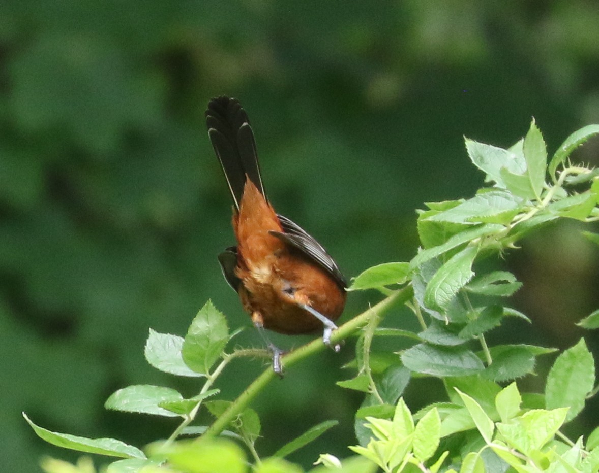 Orchard Oriole - Bobby Brown