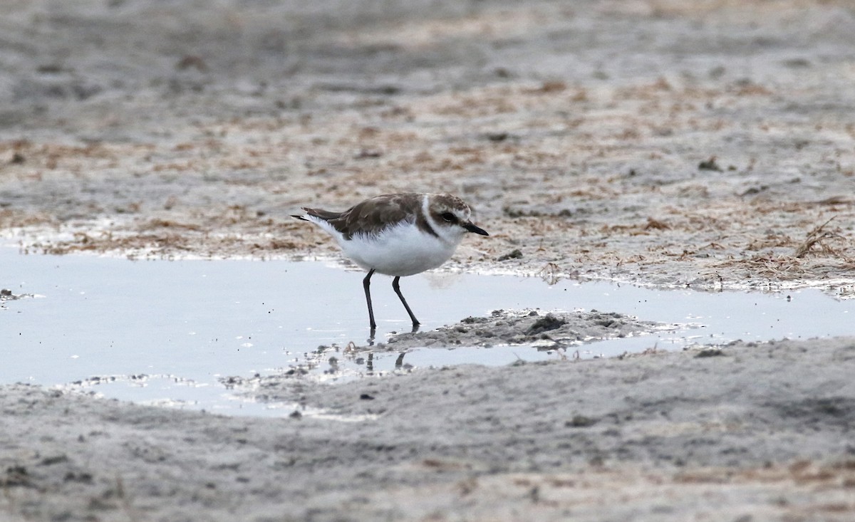 Kentish Plover - ML620641824