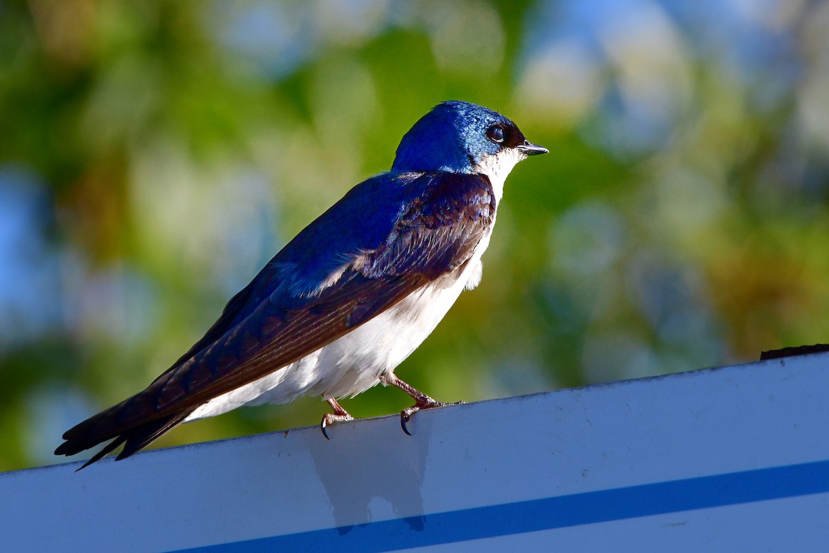 Tree Swallow - ML620641826