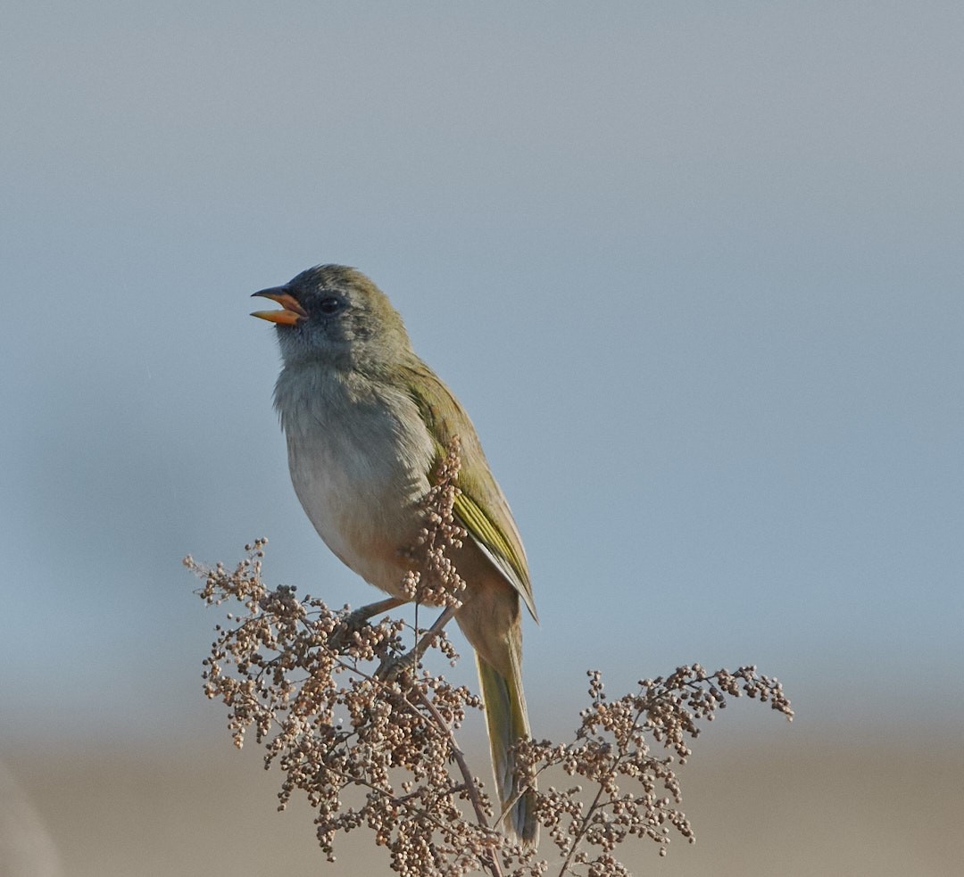 Great Pampa-Finch - ML620641828