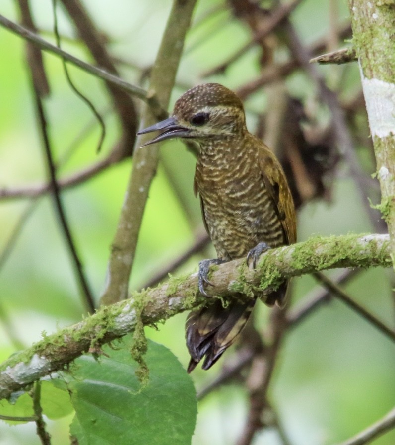 Little Woodpecker - ML620641829