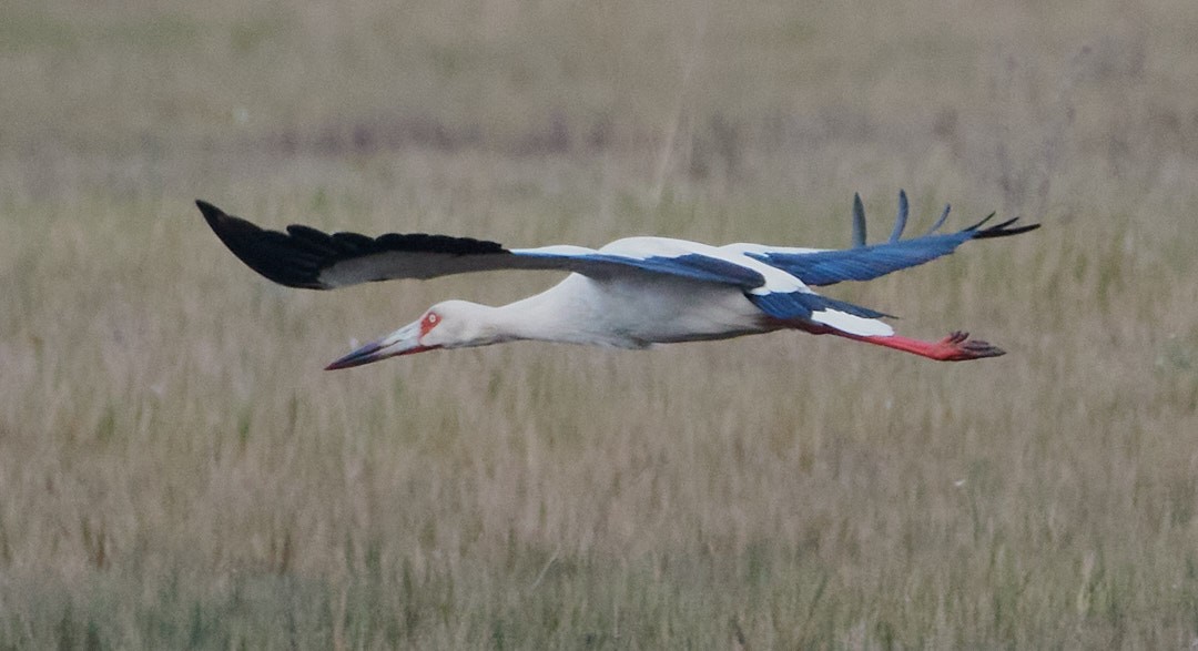 Cigogne maguari - ML620641833