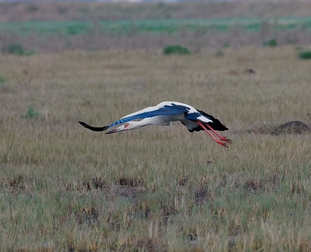 Maguari Stork - ML620641834