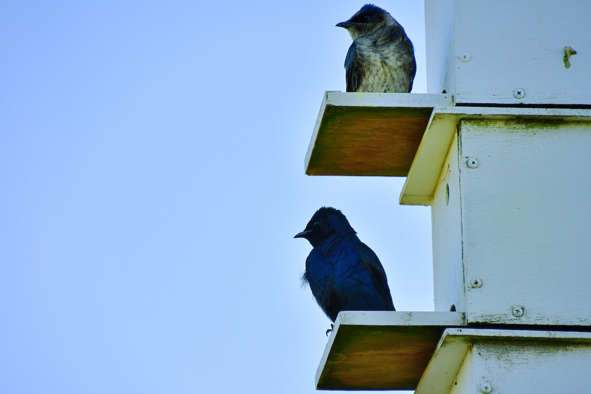 Purple Martin - ML620641836