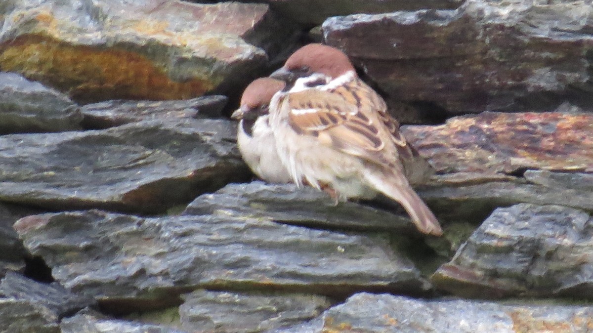 Eurasian Tree Sparrow - ML620641837