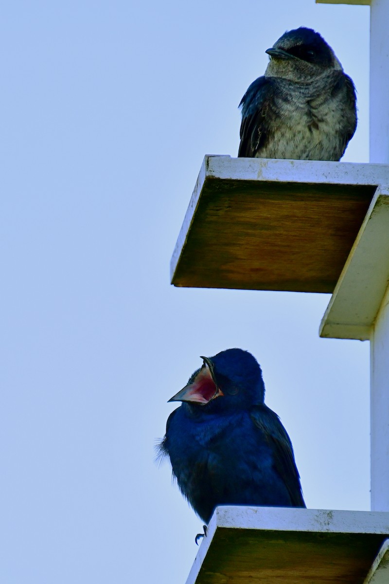 Purple Martin - ML620641838