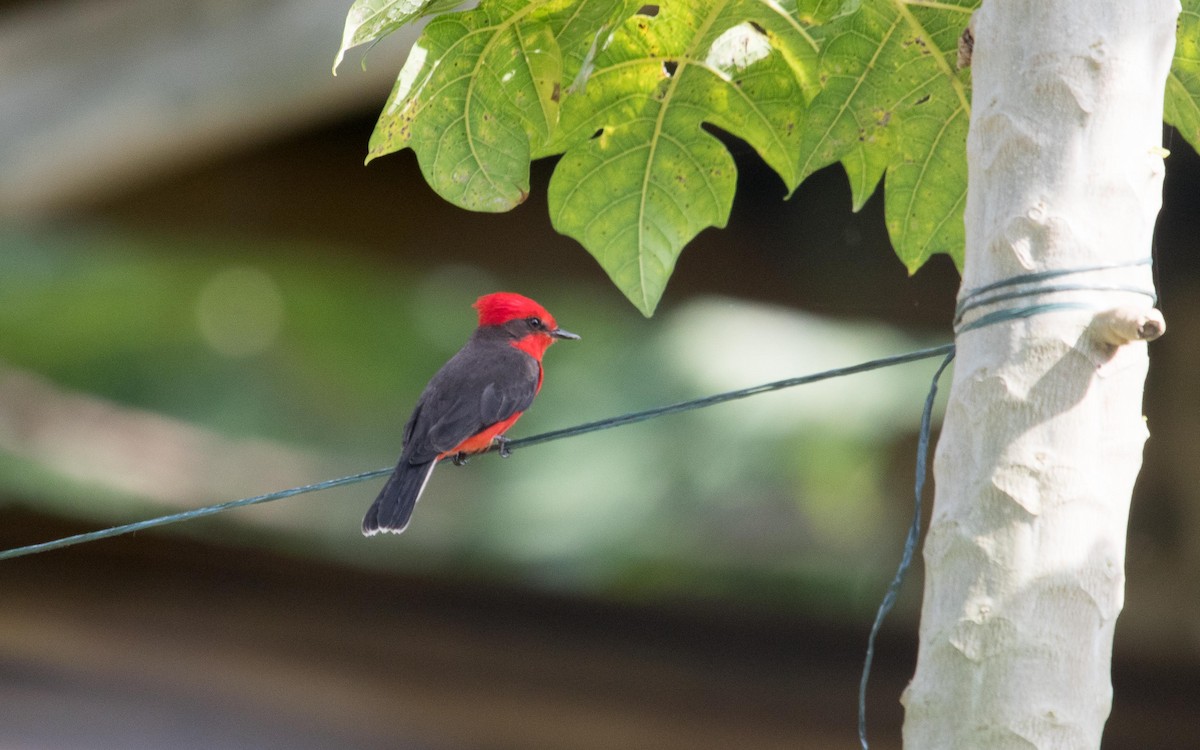 Vermilion Flycatcher - ML620641839